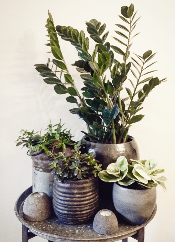 Group of house plants